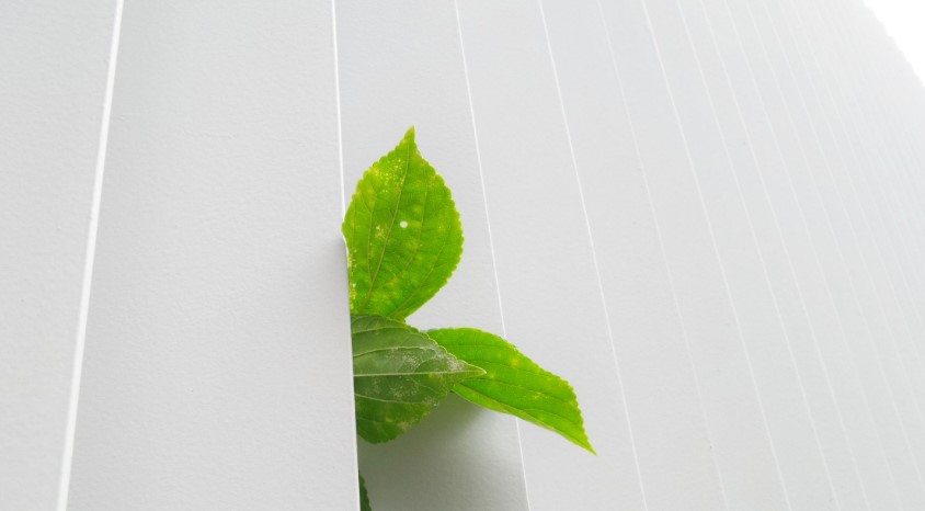 Picture of a leaf coming through a fence
